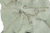 Spectacular Crinoid (Glyptocrinus) Plate - Maysville, Kentucky #282168-3